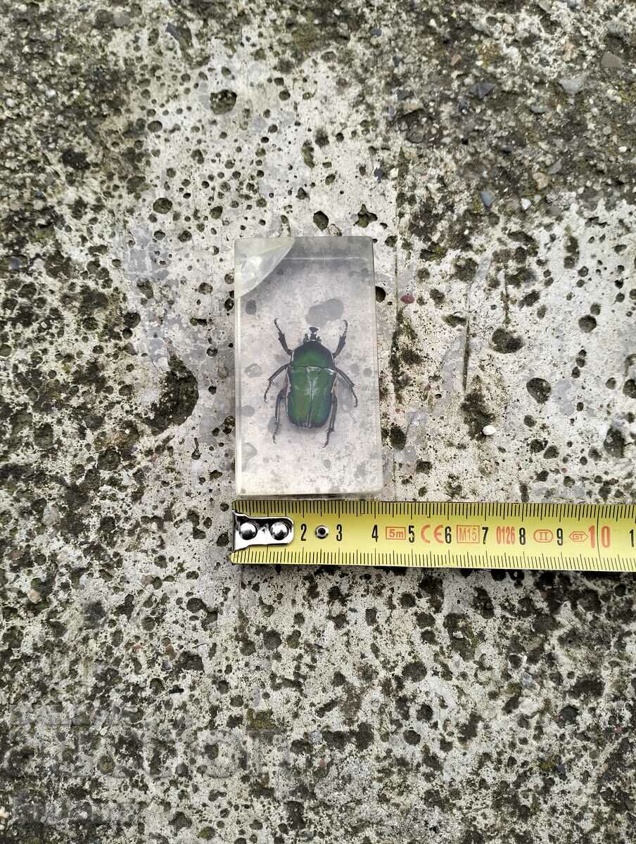 Delivery of Beetle insect Delivery of Beetle insect