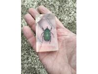 Beetle insect