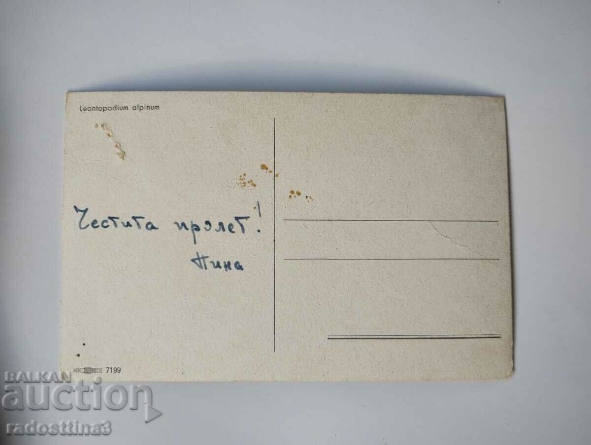 Greeting card from the soca with price 0.99 BGN | € 0.51 Greeting card from the soca with price 0.99 BGN | € 0.51