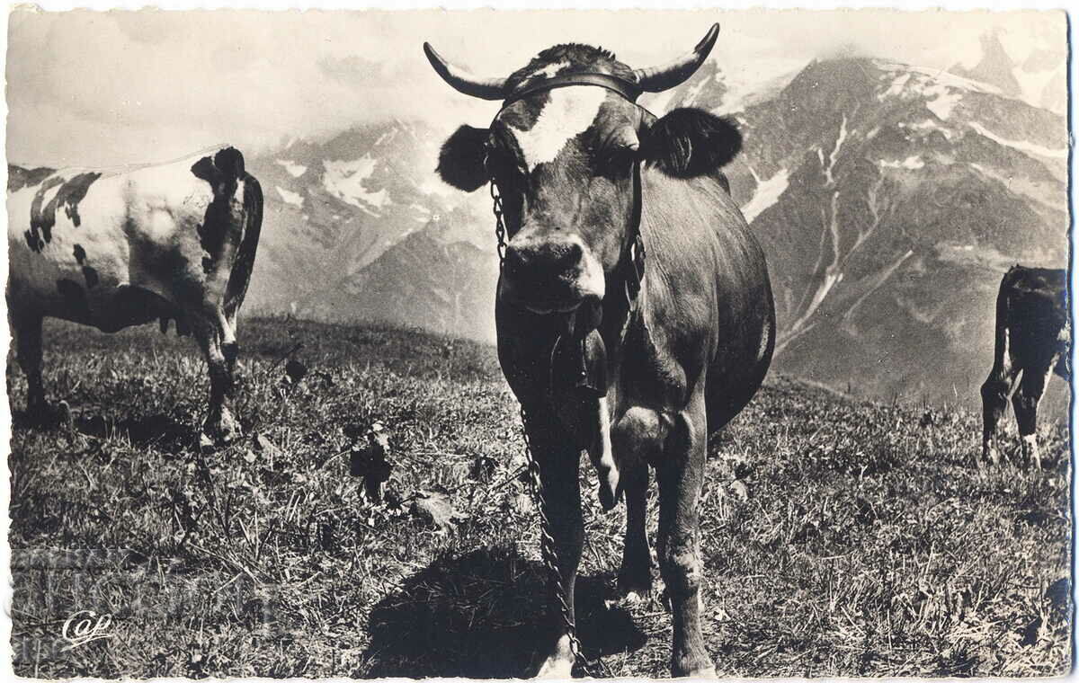 France - G. Savoie - Alpine cattle/cows - ca. 1960