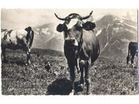 Франция - Г. Савоя - алпийски говеда/крави - ок. 1960