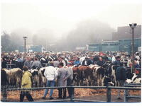 Germany - Nesse - livestock market - ca. 1990