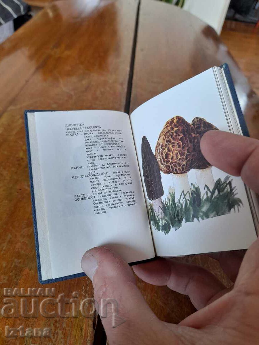 Licitație Vechiul director al ciupercilor Licitație Vechiul director al ciupercilor