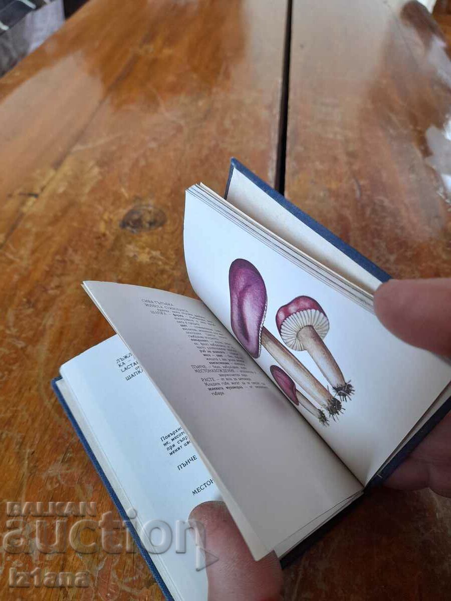 Vechiul director al ciupercilor - 5 Vechiul director al ciupercilor - 5