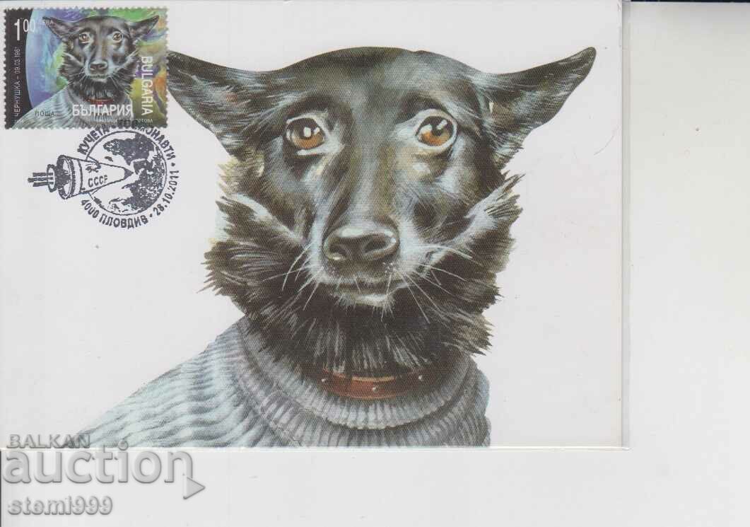 Postcard maximum Space dogs