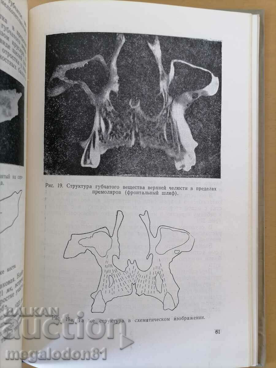 Structure of the jaw bones - A.T. Busygin with price 20.00 BGN | € 10.23 Structure of the jaw bones - A.T. Busygin with price 20.00 BGN | € 10.23
