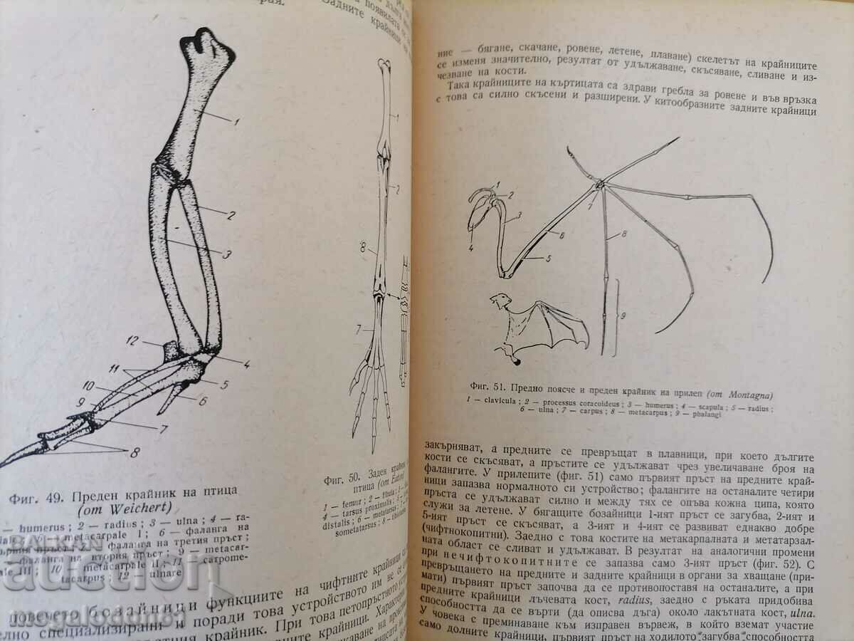 Comparative Vertebrate Anatomy, ed. 1966 with price 6.00 BGN | € 3.07