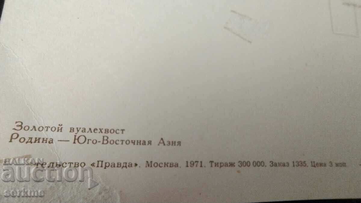 Auction Card Auction Card