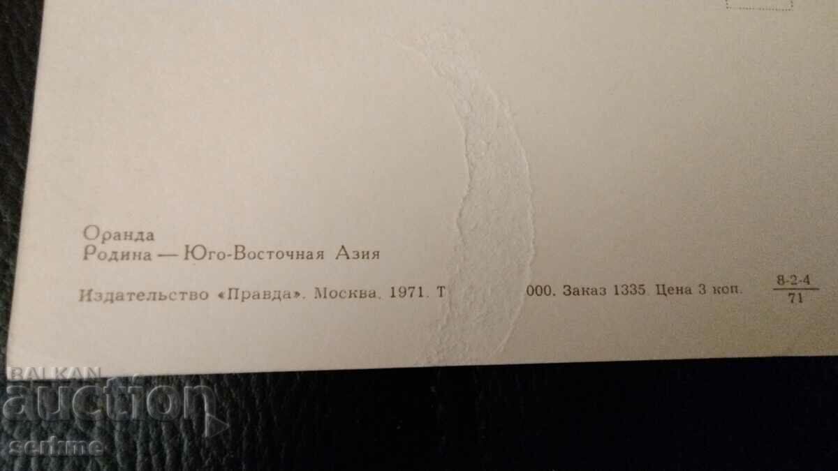 Auction Card Auction Card