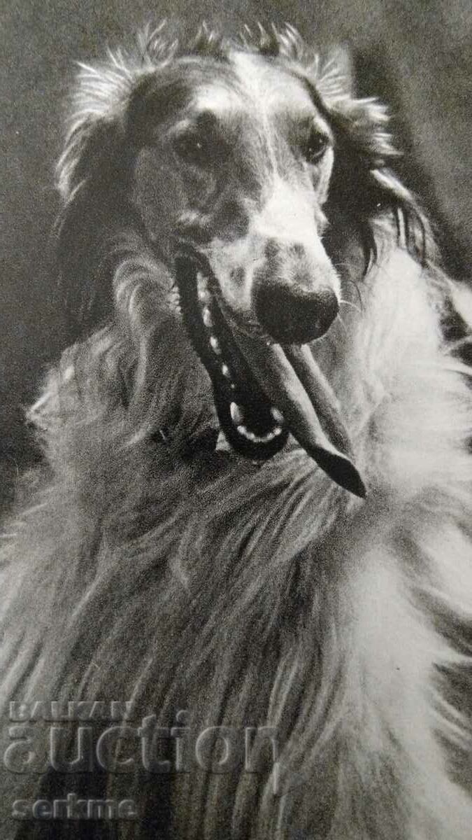 Card with price 5.00 BGN | € 2.56 Card with price 5.00 BGN | € 2.56