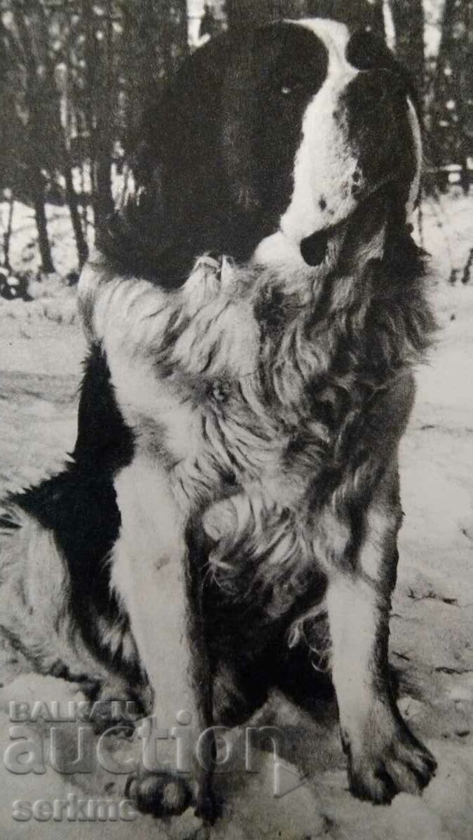 Card with price 5.00 BGN | € 2.56 Card with price 5.00 BGN | € 2.56