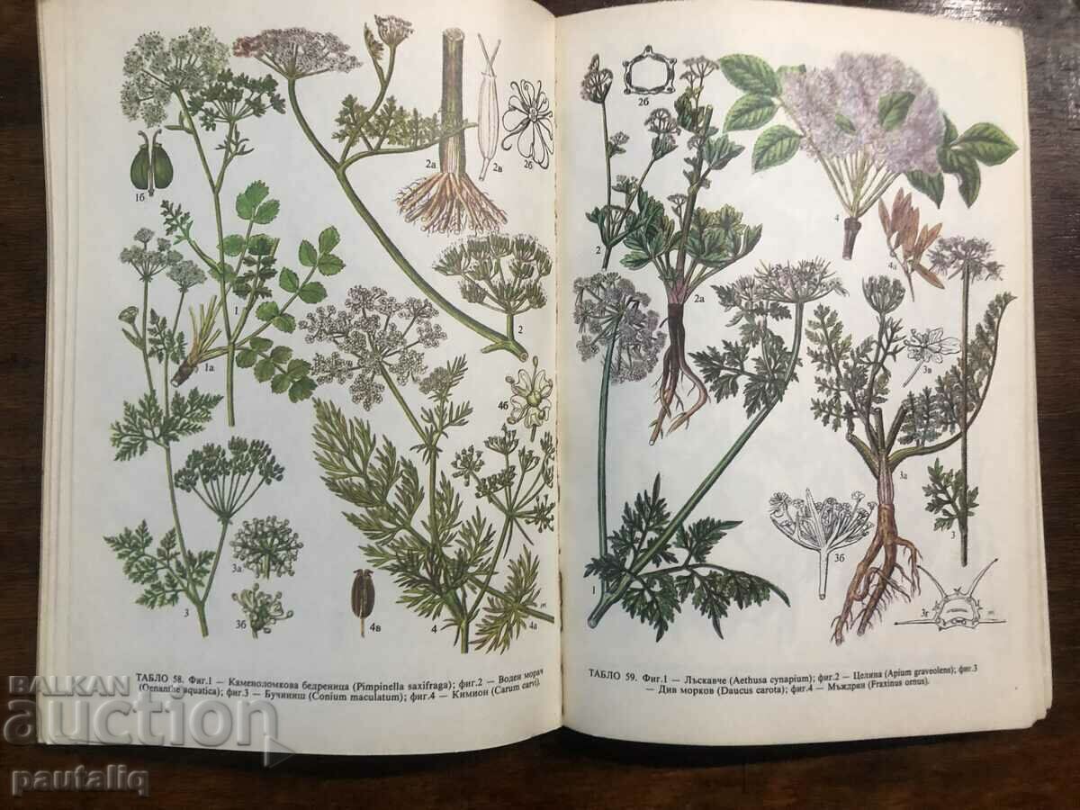 IDENTIFYING AND COLLECTING HERBS - BORIS KITANOV with price 10.00 BGN | € 5.11 IDENTIFYING AND COLLECTING HERBS - BORIS KITANOV with price 10.00 BGN | € 5.11