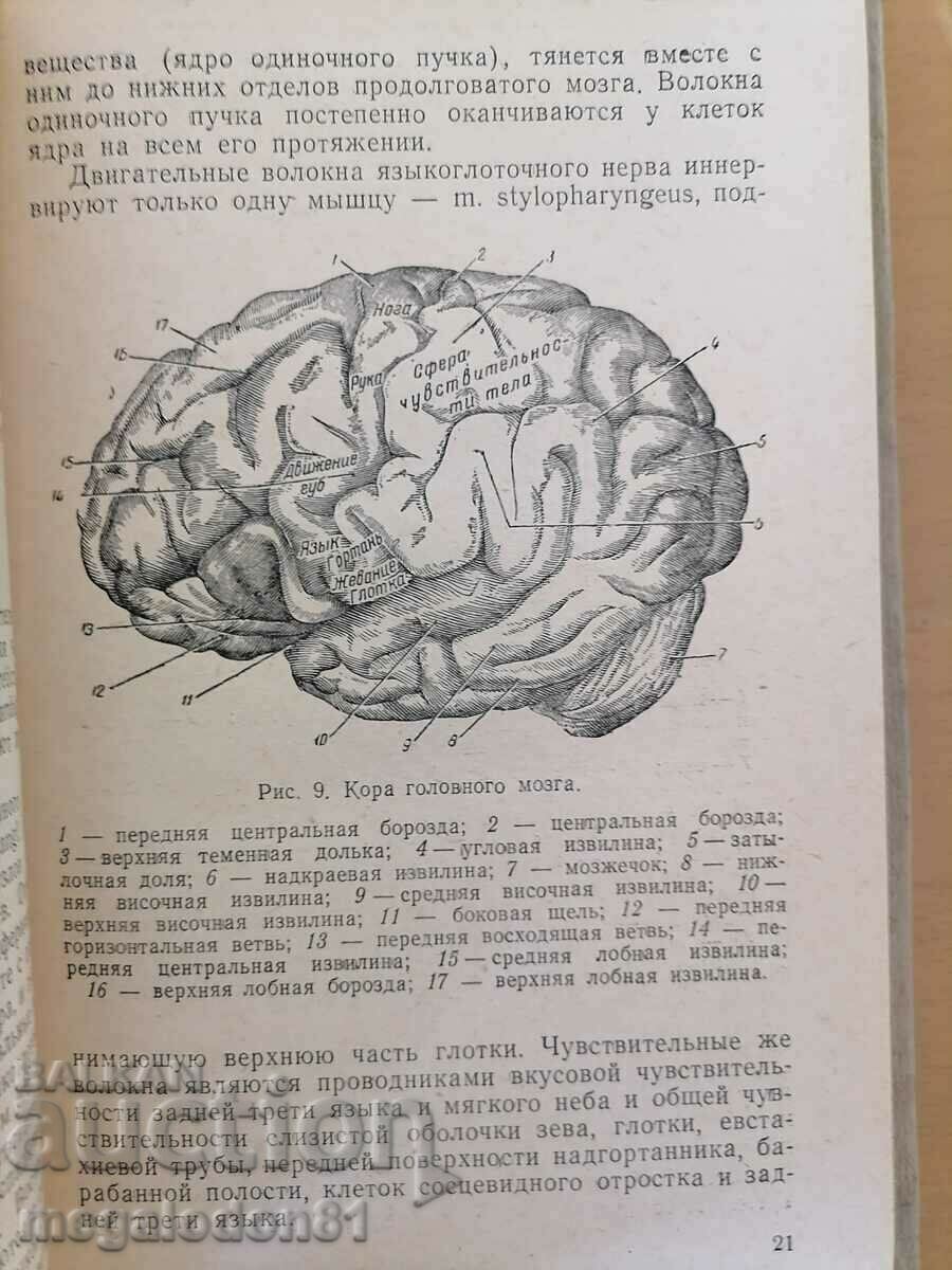 Stomatoneurology - L.R. Rubin with price 10.00 BGN | € 5.11 Stomatoneurology - L.R. Rubin with price 10.00 BGN | € 5.11