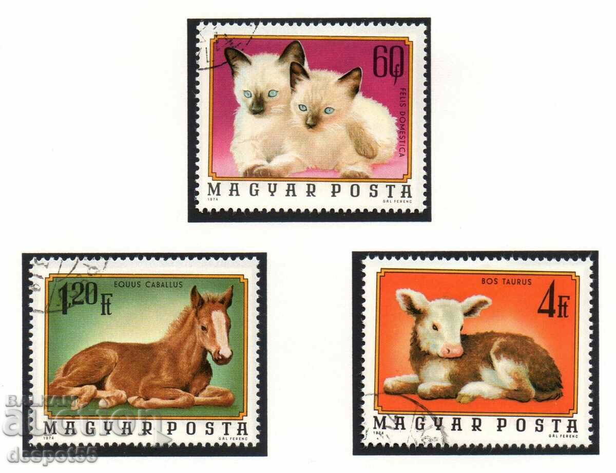 1974. Ungaria. Animale de companie. cu preț 2.50 BGN | € 1.28 1974. Ungaria. Animale de companie. cu preț 2.50 BGN | € 1.28