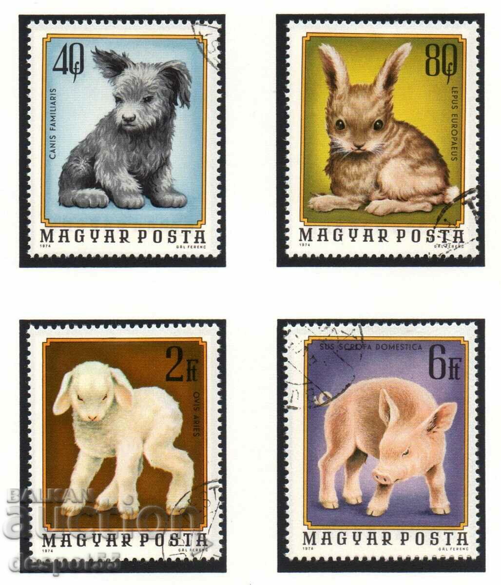 1974. Унгария. Домашни животни.