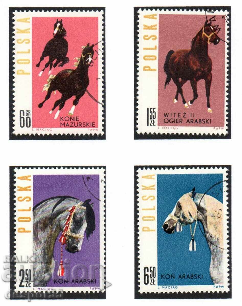 1963. Poland. Horses.