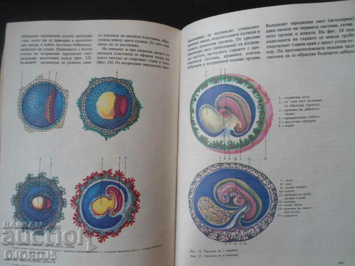 Auction Are you thinking about love already, Heinrich Bruckner Auction Are you thinking about love already, Heinrich Bruckner
