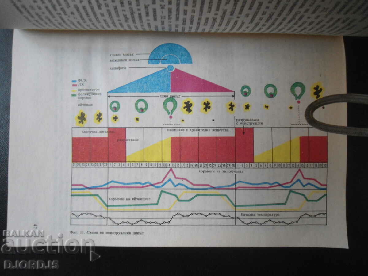 Delivery of Are you thinking about love already, Heinrich Bruckner Delivery of Are you thinking about love already, Heinrich Bruckner