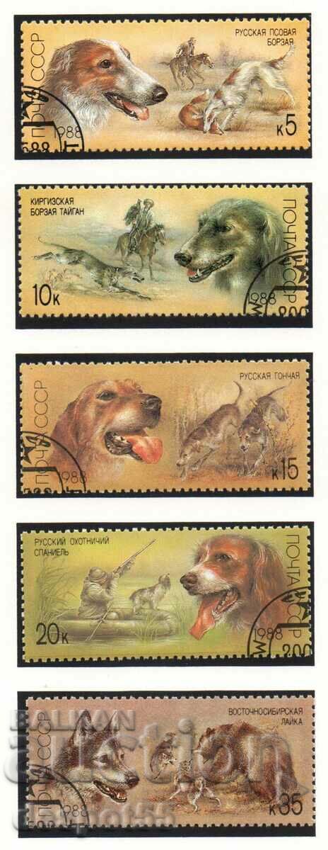 1988. USSR. Hunting dogs.