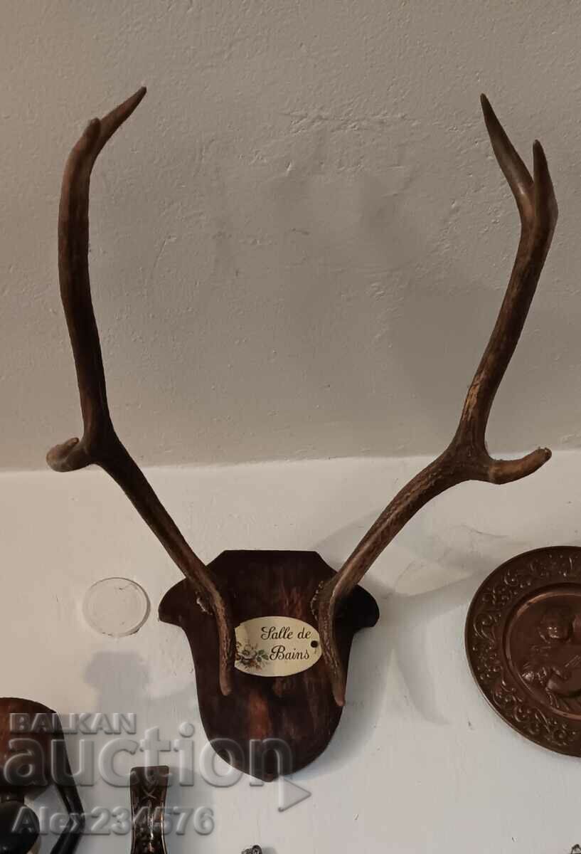 Deer antlers trophy pair