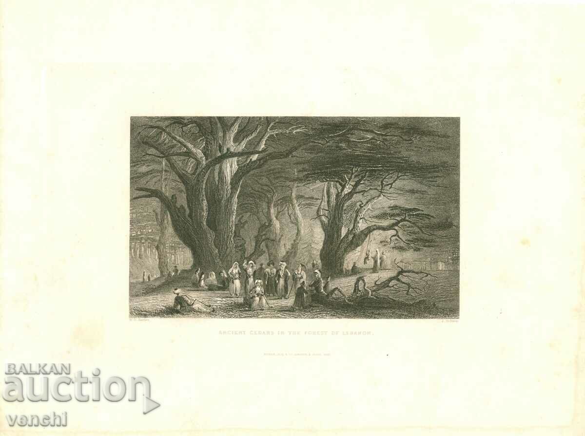 1836 - ENGRAVING - LEBANON FOREST - ORIGINAL