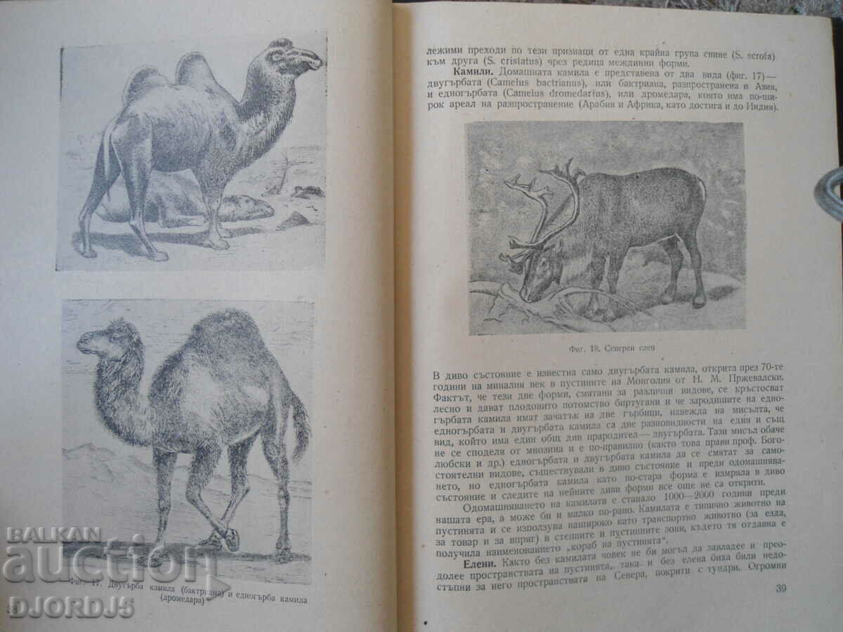 Auction Breeding of farm animals Auction Breeding of farm animals