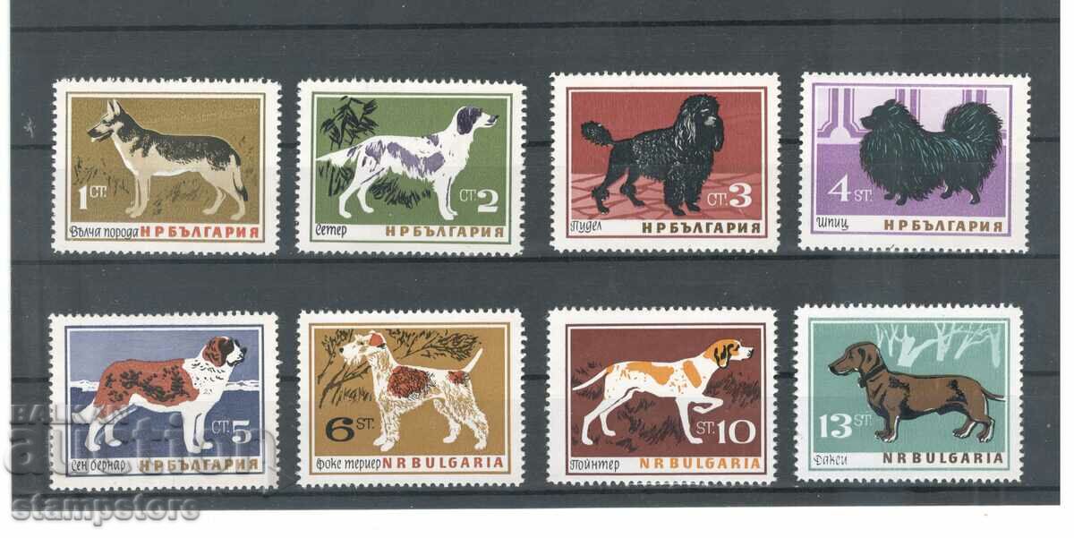 Bulgaria - Dogs