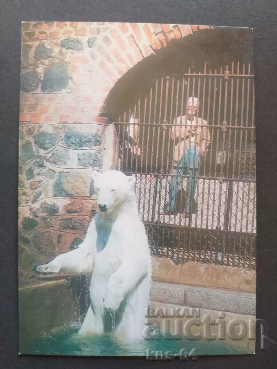 λευκή αρκούδα