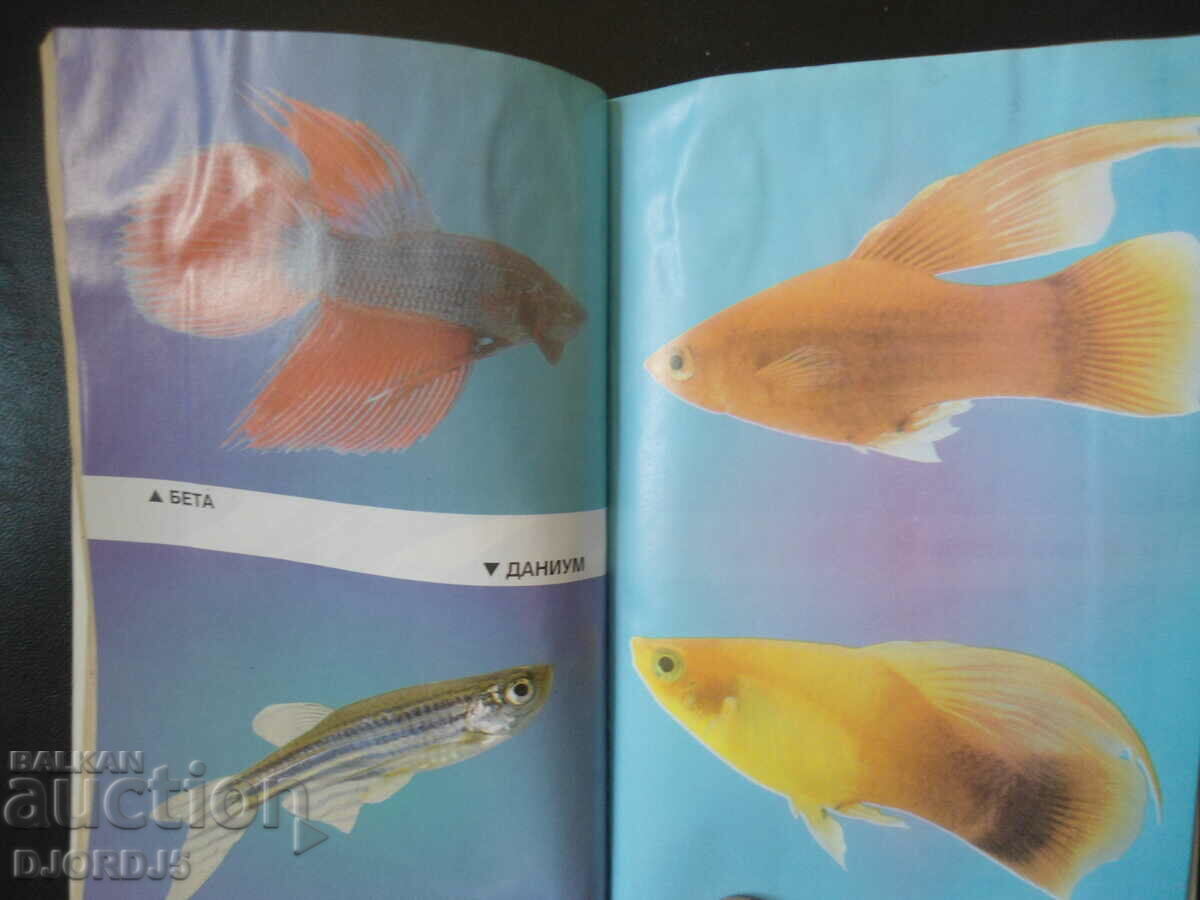 Breeding of DECORATIVE FISH with price 9.00 BGN | € 4.60 Breeding of DECORATIVE FISH with price 9.00 BGN | € 4.60