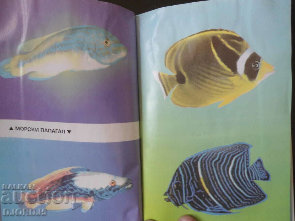 Auction Breeding of DECORATIVE FISH Auction Breeding of DECORATIVE FISH