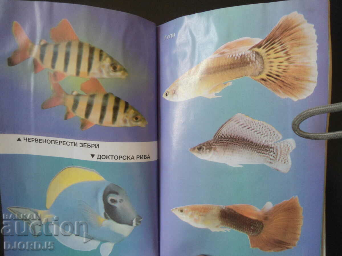 Delivery of Breeding of DECORATIVE FISH Delivery of Breeding of DECORATIVE FISH