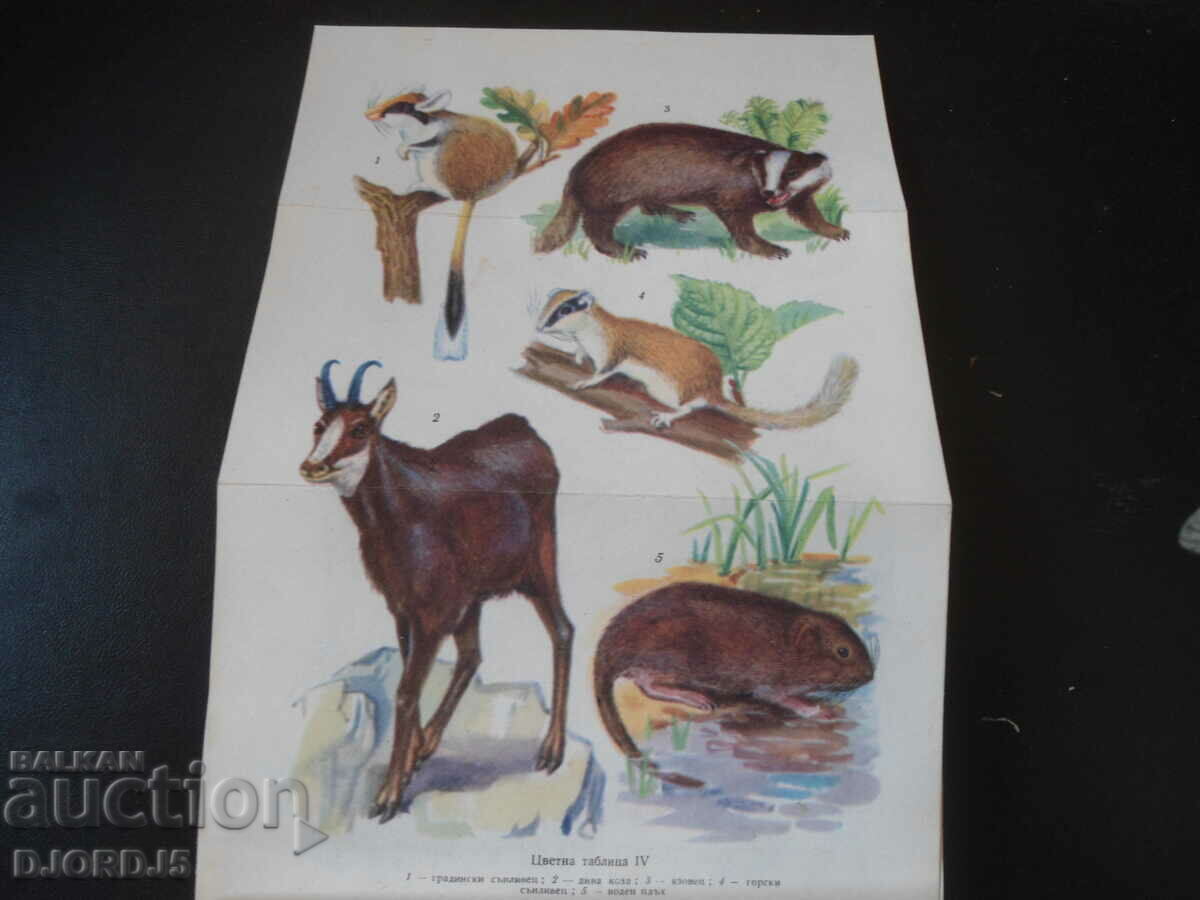 Δημοπρασία Πανίδα της Βουλγαρίας Δημοπρασία Πανίδα της Βουλγαρίας