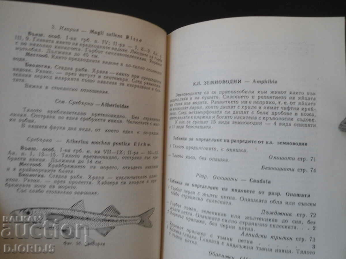 Παράδοση Πανίδα της Βουλγαρίας Παράδοση Πανίδα της Βουλγαρίας