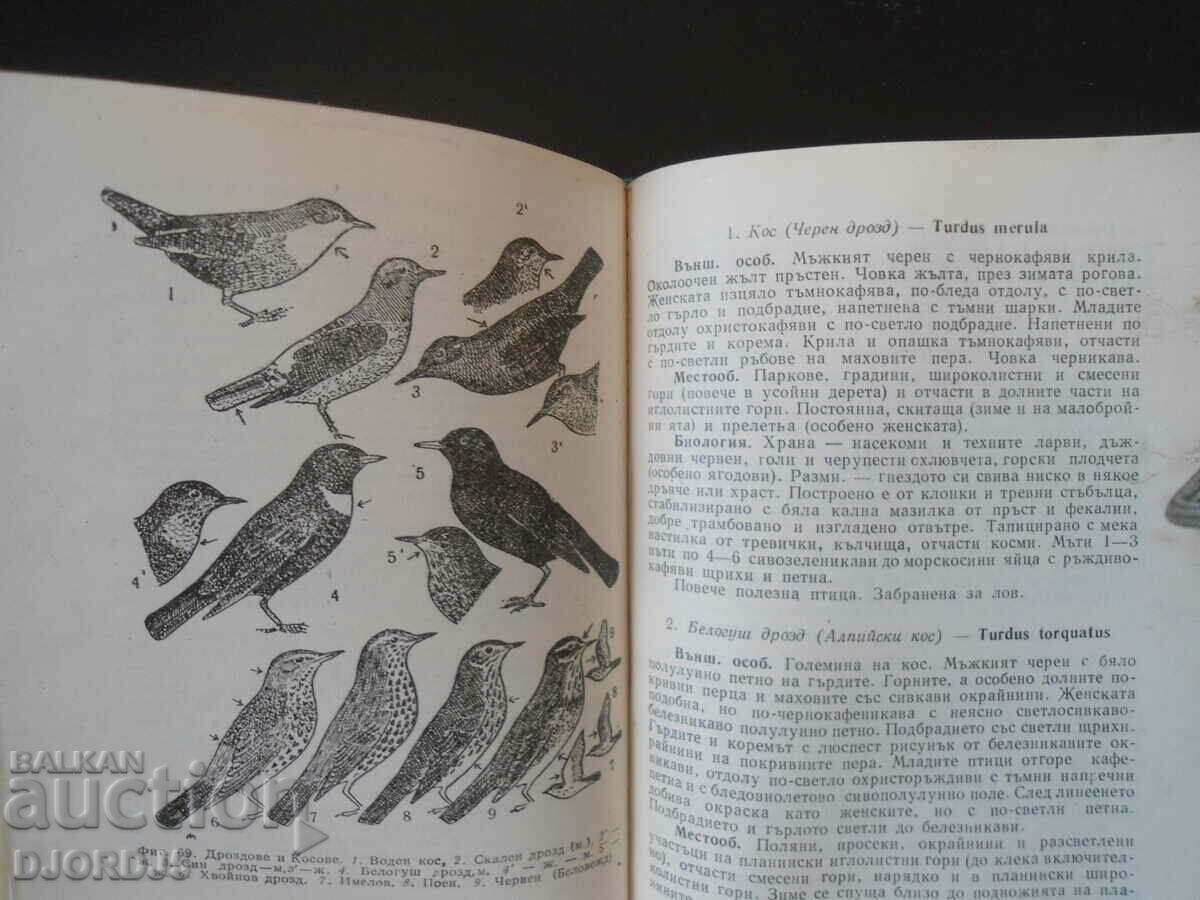 Πανίδα της Βουλγαρίας - 5 Πανίδα της Βουλγαρίας - 5