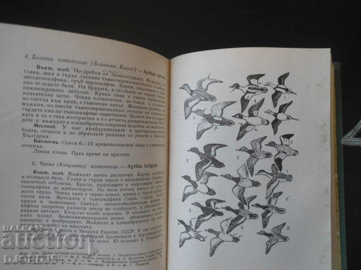 Πανίδα της Βουλγαρίας - 6 Πανίδα της Βουλγαρίας - 6