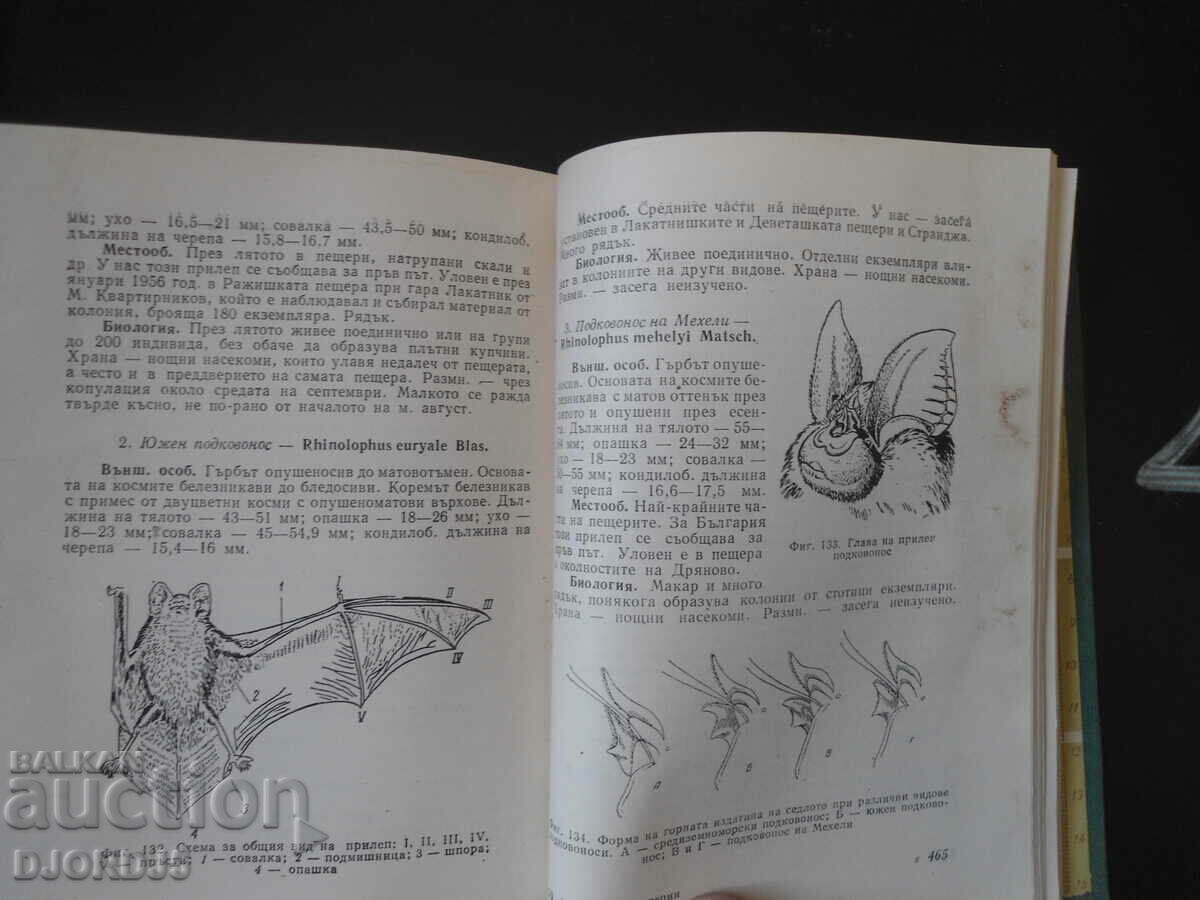Πανίδα της Βουλγαρίας - 7 Πανίδα της Βουλγαρίας - 7