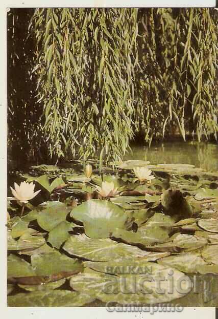 Card Bulgaria Ropotamo River Water Lilies 3*
