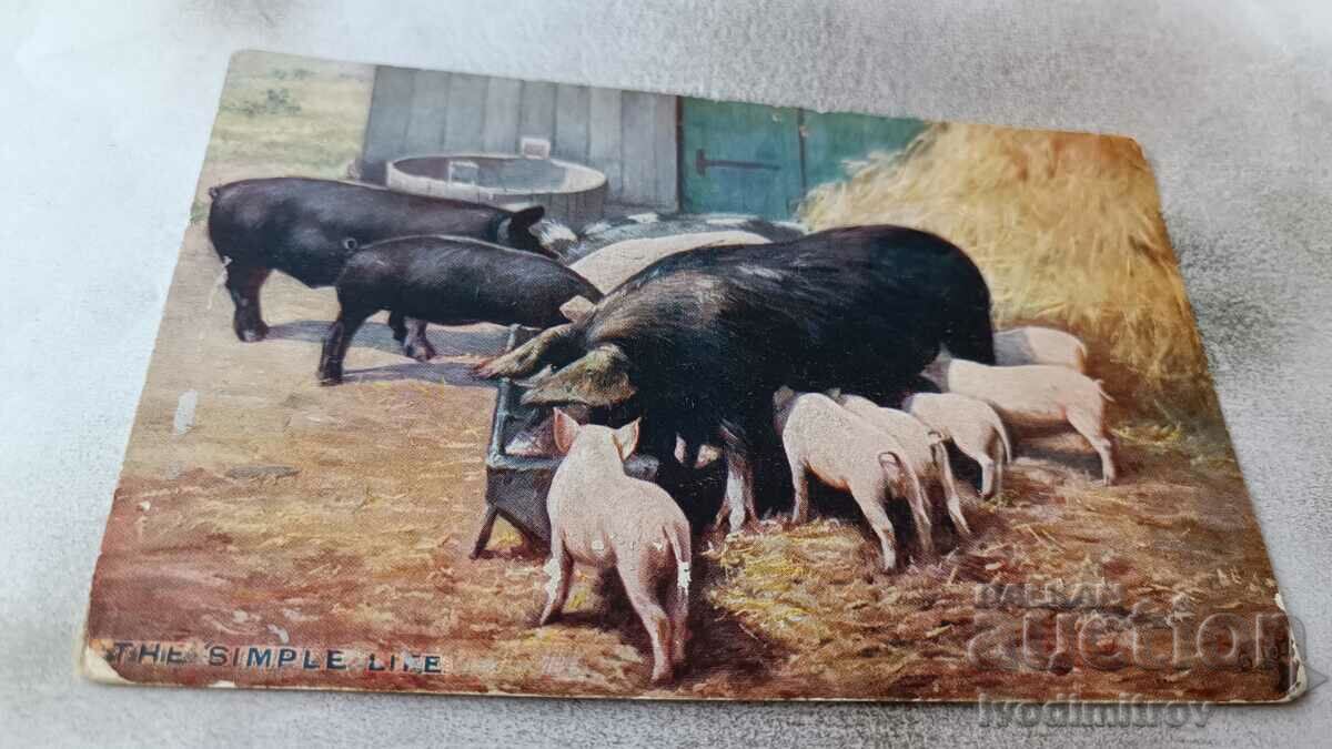 Postcard Mother pigs with little piglets