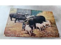 Καρτ ποστάλ Μητέρες γουρούνια με μικρά γουρουνάκια