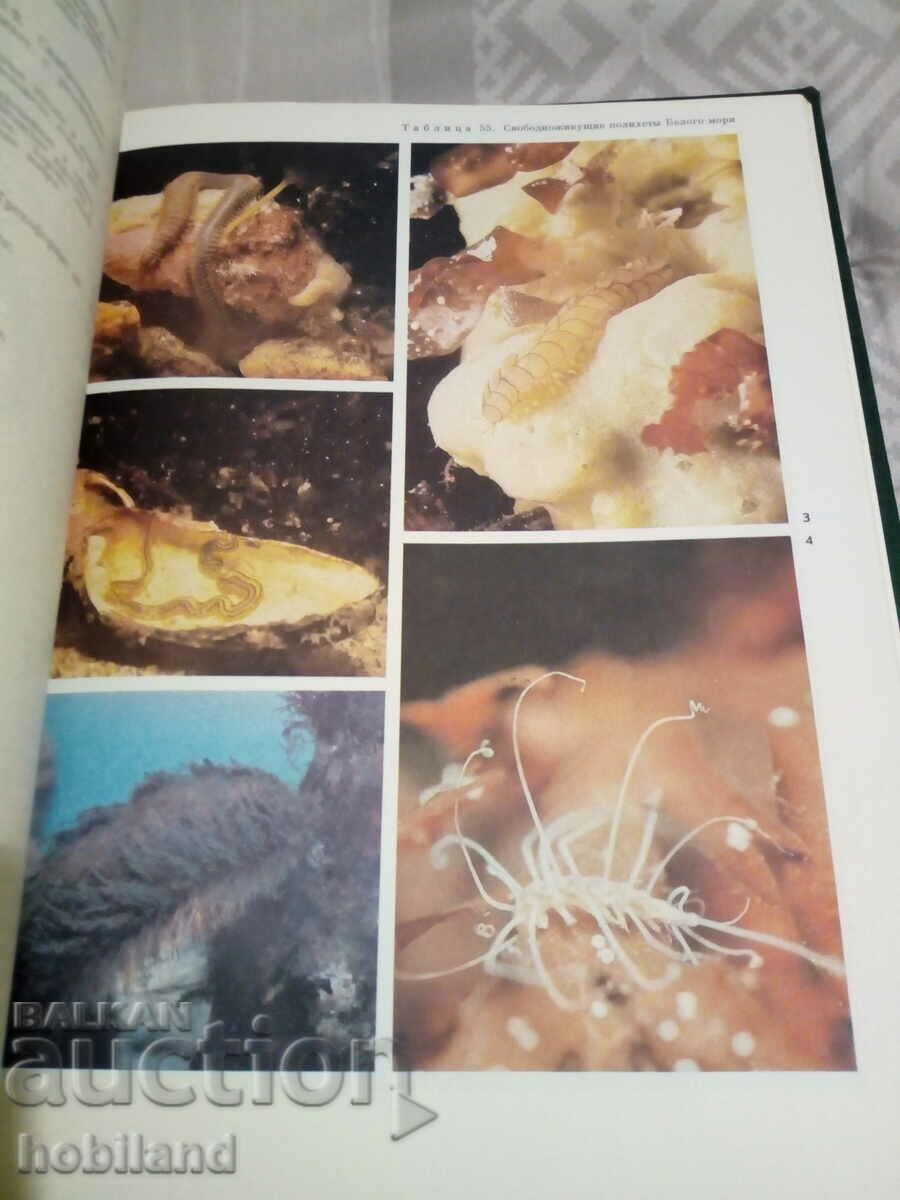 LIFE OF LIFE - 6 LIFE OF LIFE - 6