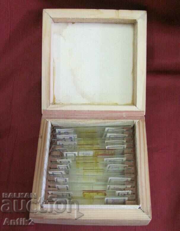 Vintich Medical Microscopic Preparations in a Wooden Box