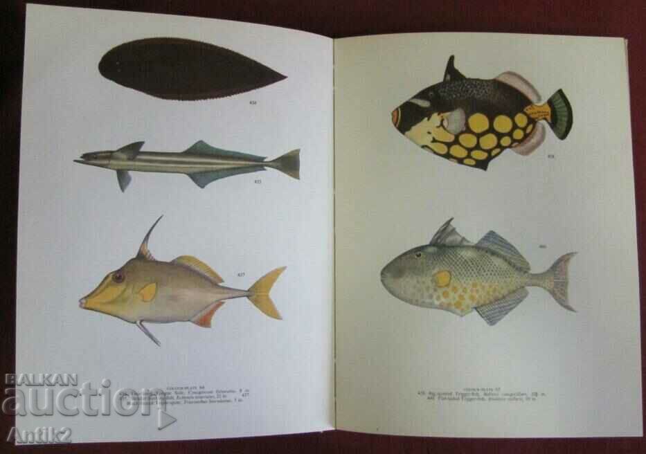 1966. Book on the Tropical Fishes of the Green Barrier Reef - 5 1966. Book on the Tropical Fishes of the Green Barrier Reef - 5