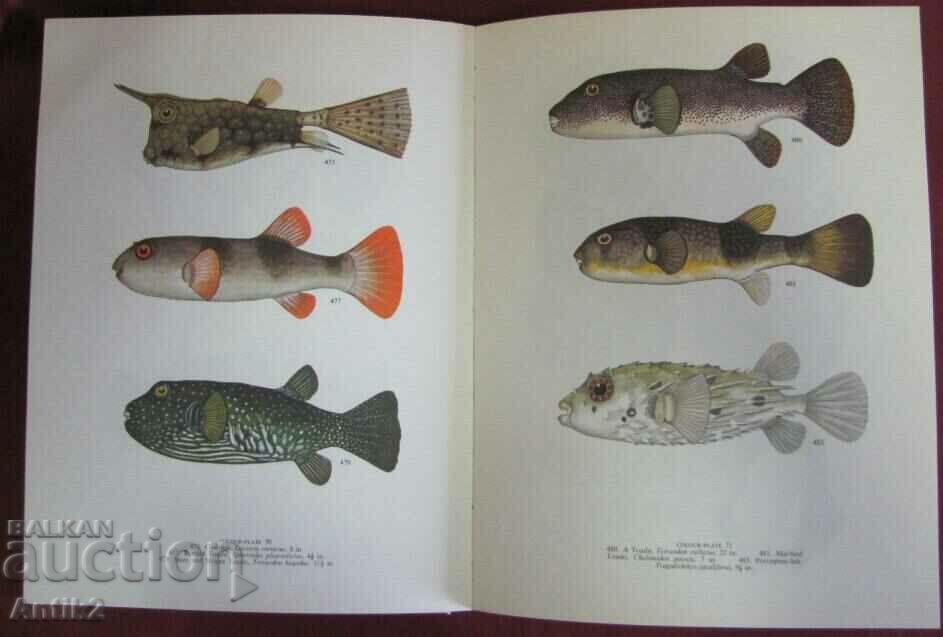 1966. Book on the Tropical Fishes of the Green Barrier Reef - 6 1966. Book on the Tropical Fishes of the Green Barrier Reef - 6