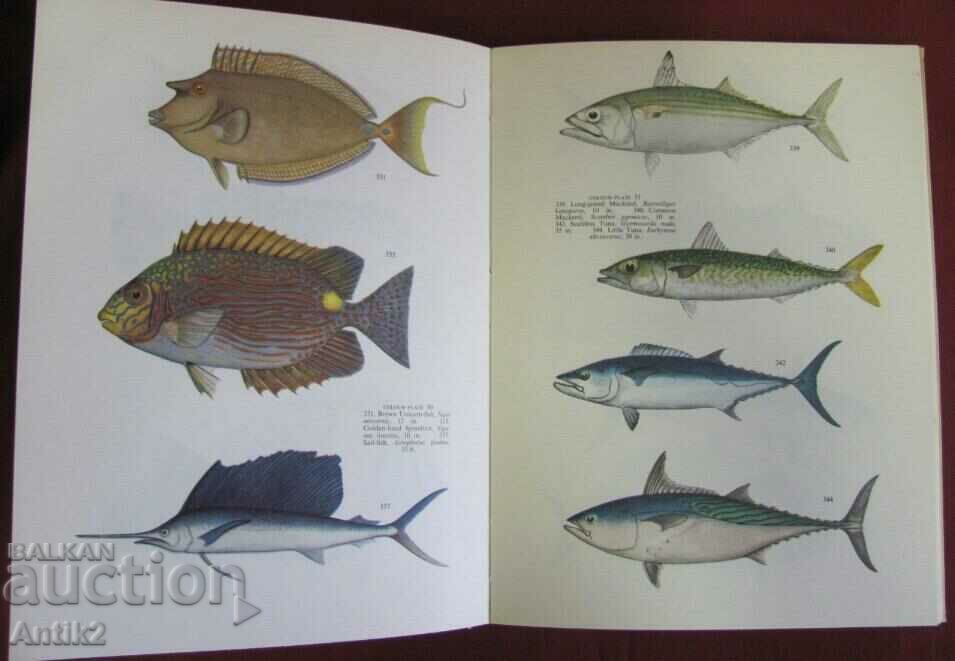 1966. Book on the Tropical Fishes of the Green Barrier Reef - 7 1966. Book on the Tropical Fishes of the Green Barrier Reef - 7