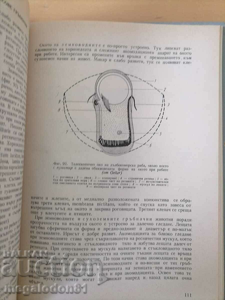 Auction Comparative Vertebrate Anatomy, ed. 1966 Auction Comparative Vertebrate Anatomy, ed. 1966