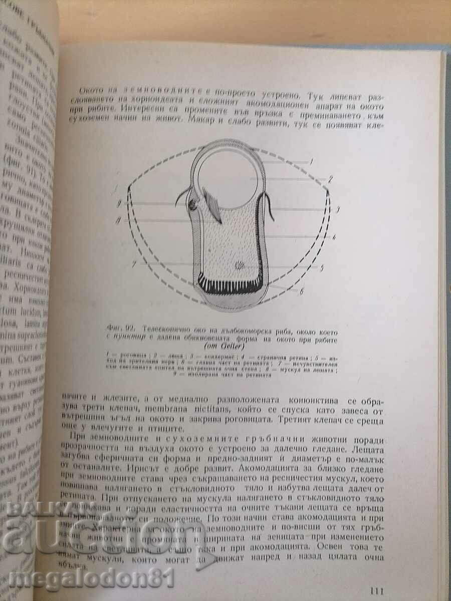 Аукцион Сравнителна анатомия на гръбначните, изд. 1966г.