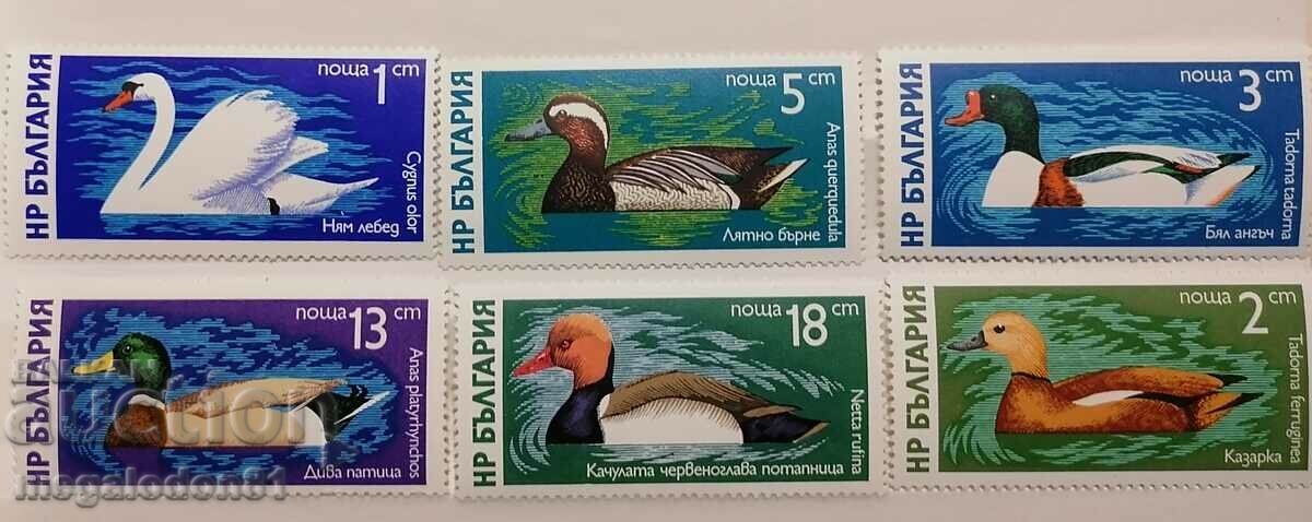 Bulgaria - fauna, wild ducks