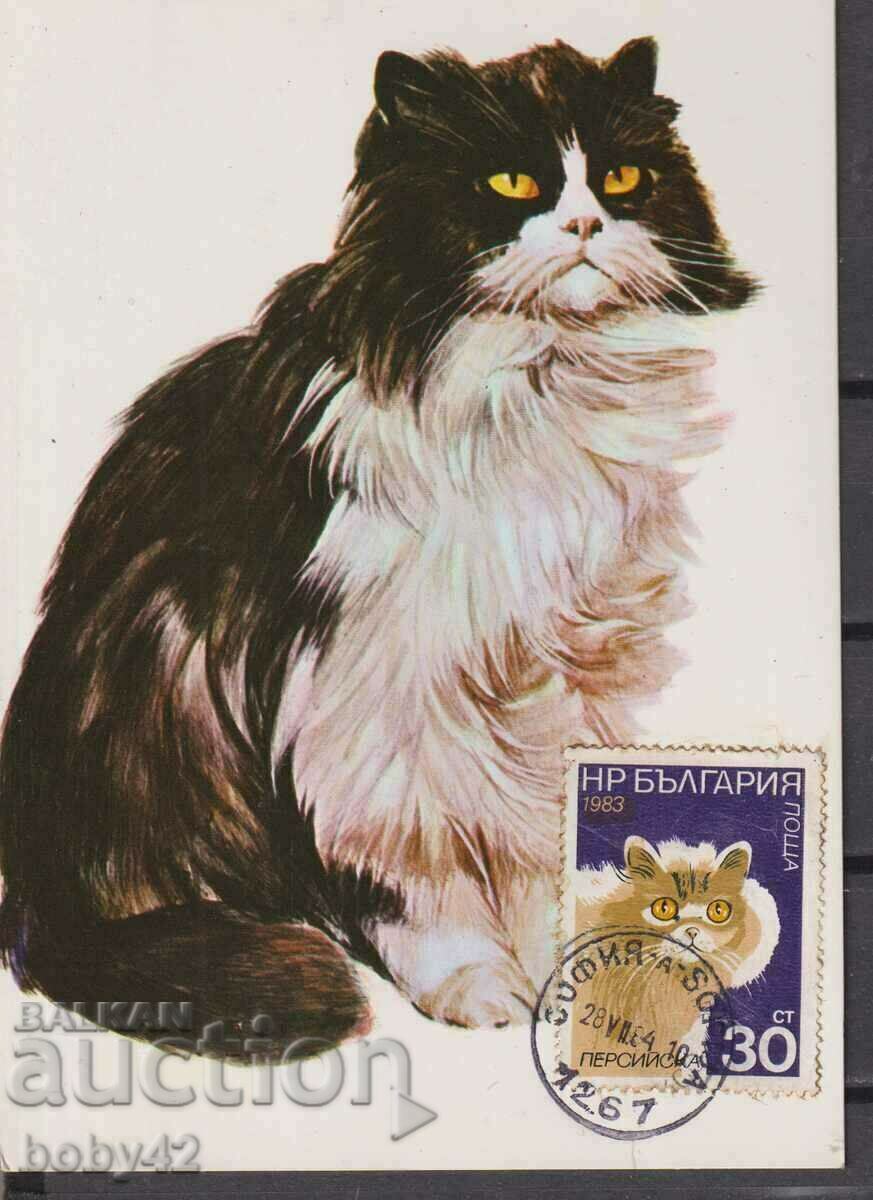 Crotch maximum. Cats, date stamp Sofia 1984