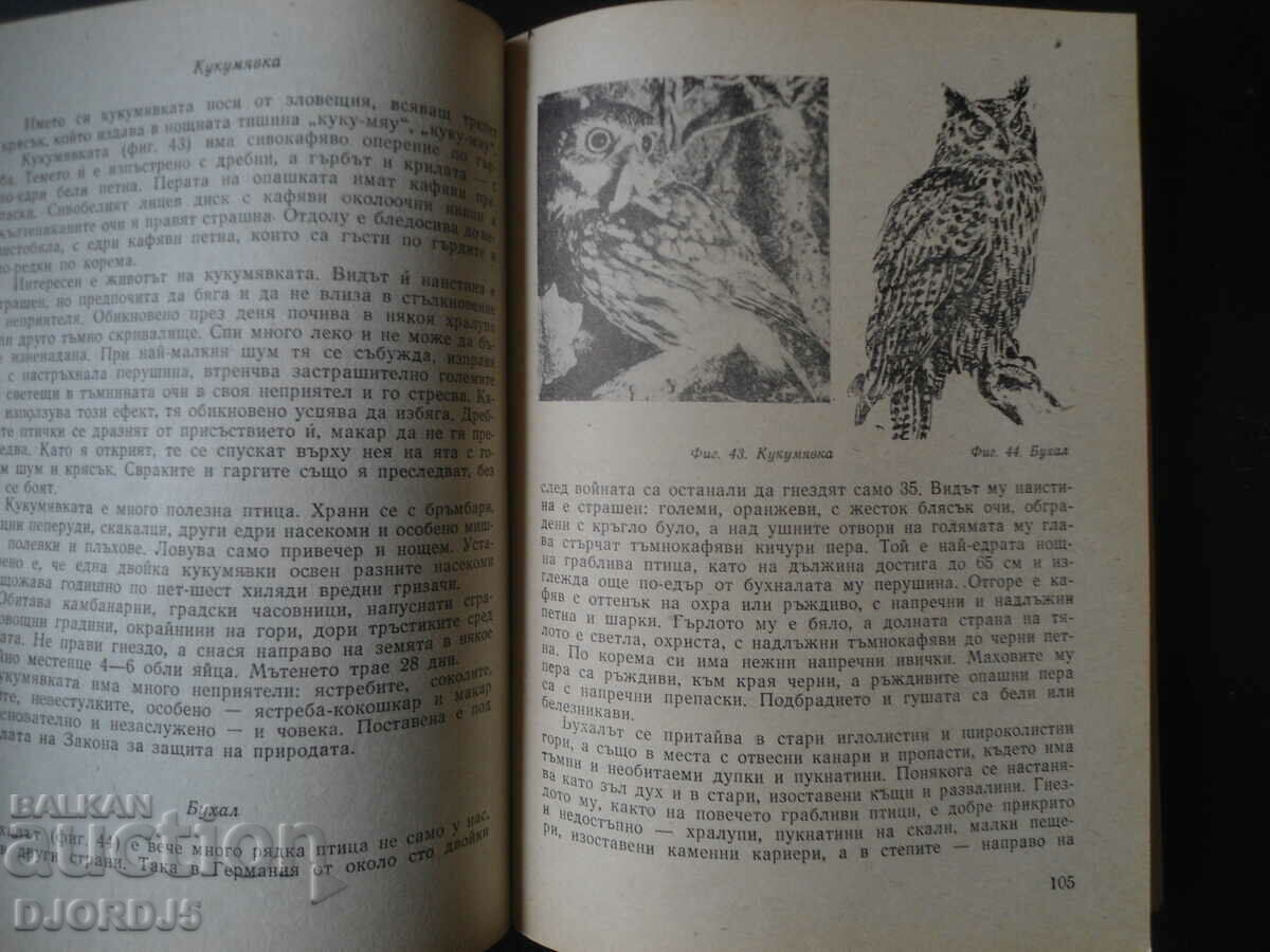 Δημοπρασία Για τον νεαρό κυνηγό και ψαρά Δημοπρασία Για τον νεαρό κυνηγό και ψαρά