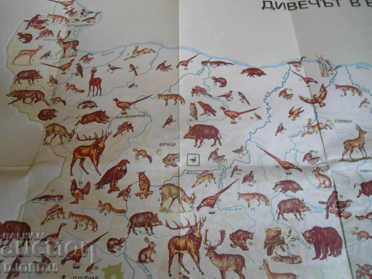 Auction  Game in Bulgaria